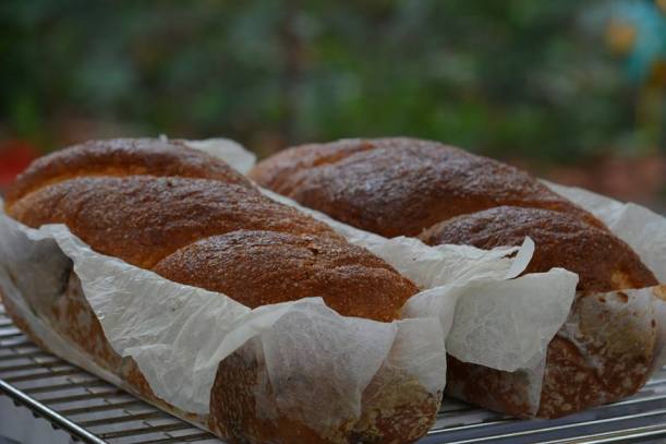 14370163_549019008641151_7756288824081647596_n