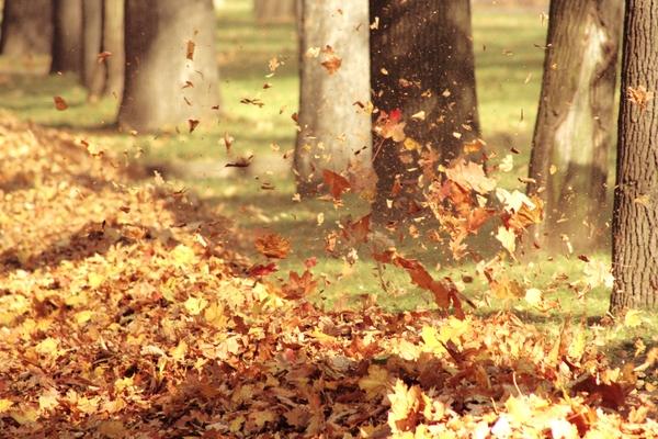 103253_trees-leaves-winds-fallen-leaves-3456x2304-wallpaper_www-wallpapermi-com_28